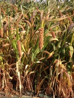 Field grown millet